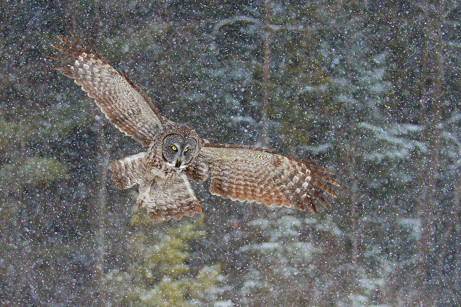 Great Grey Owl In Snowfall Photograph by Jim Cumming