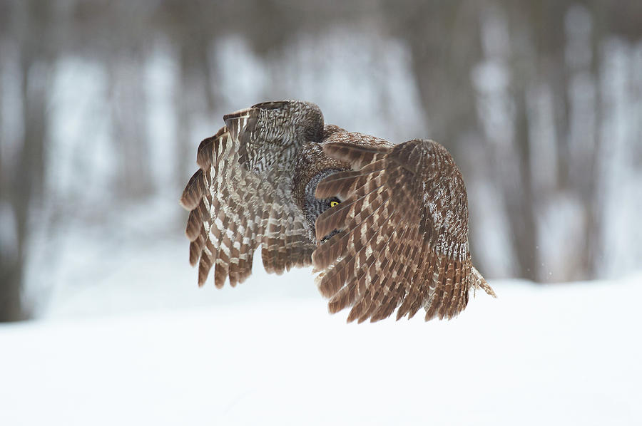 Owl Photograph - Great Grey Owl by Jim Luo