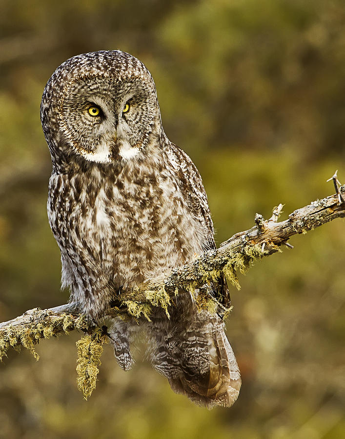 Great Grey Owl on a Snag Photograph by John Vose