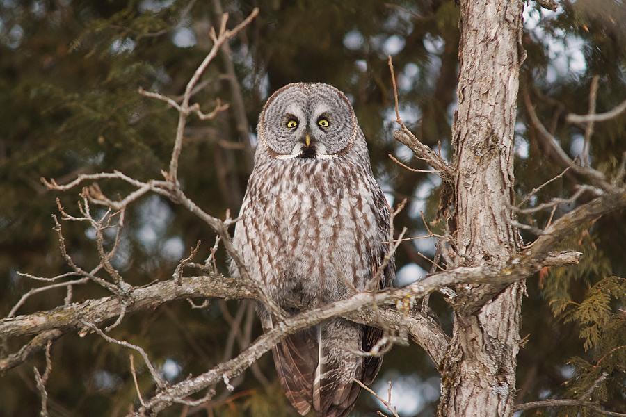Great Grey Owl Photograph by Josef Pittner