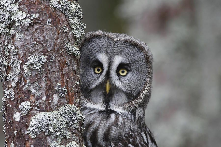Great Grey Owl Photograph by M. Watson