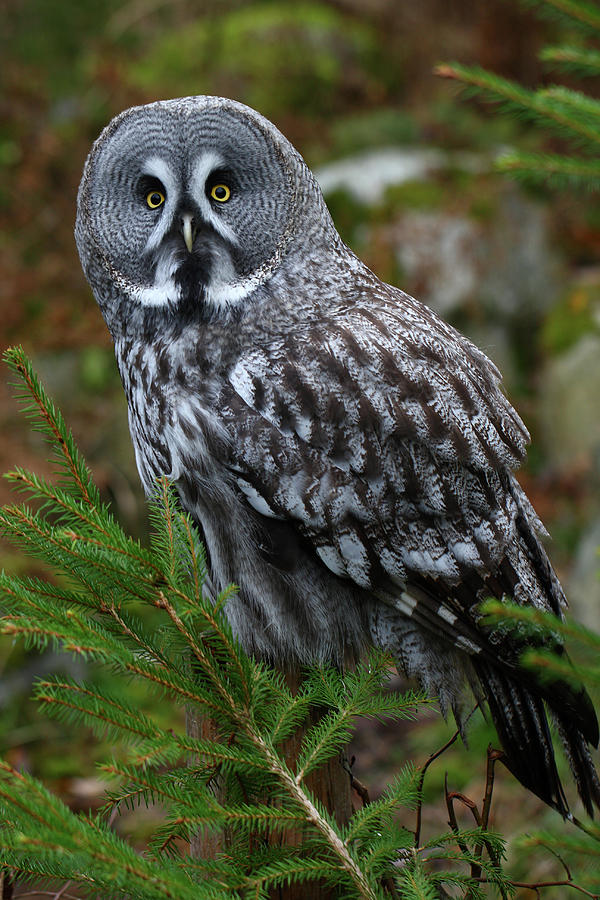 Great Grey Owl Photograph by Martin Sandberg