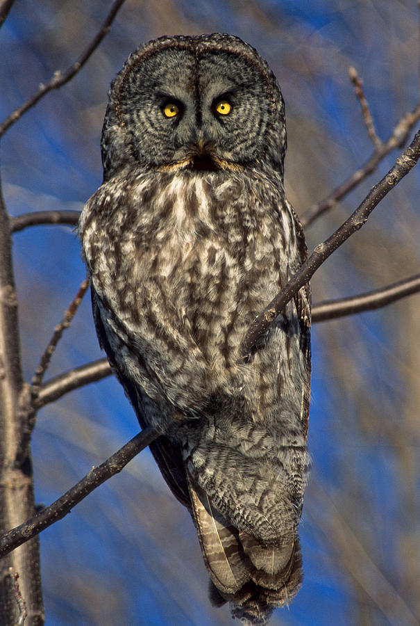 Great Grey Owl Photograph by Michael Hubley