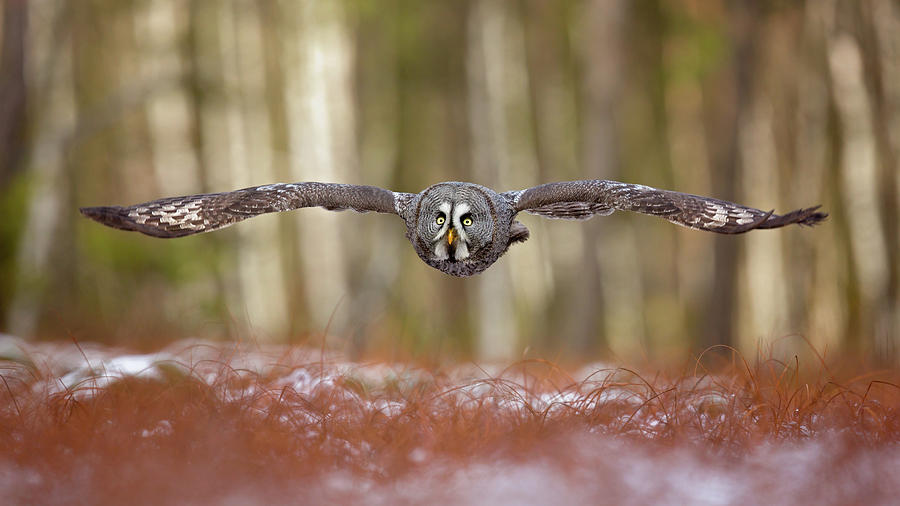 Owl Photograph - Great Grey Owl by Milan Zygmunt