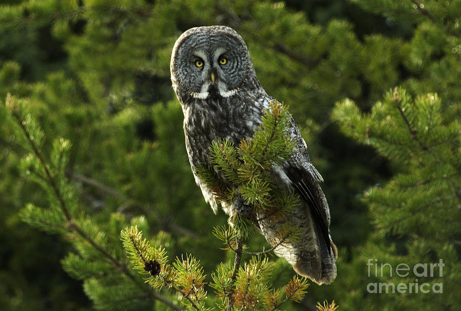 Great Grey Owl On The Hunt Photograph by Bob Christopher