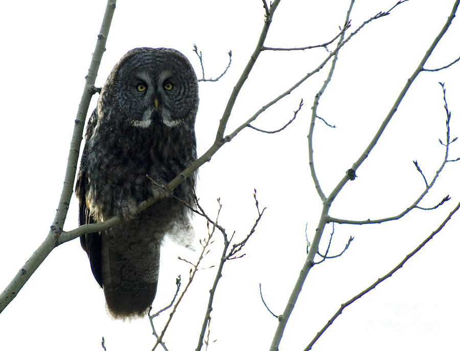 Great Grey Owl On The Lookout Photograph by Bob Christopher