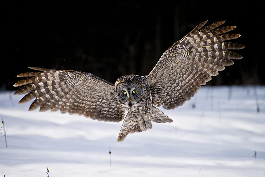 Great Grey Owl Photograph - Great Grey Owl Pictures 36 by Owl Images Great Grey Owl Photograph - Great Grey Owl Pictures 36 by Owl Images