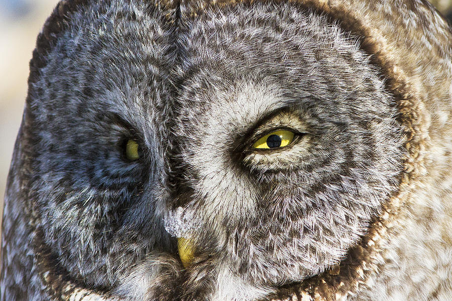 Great Grey Owl Portrait Photograph by Mircea Costina Photography