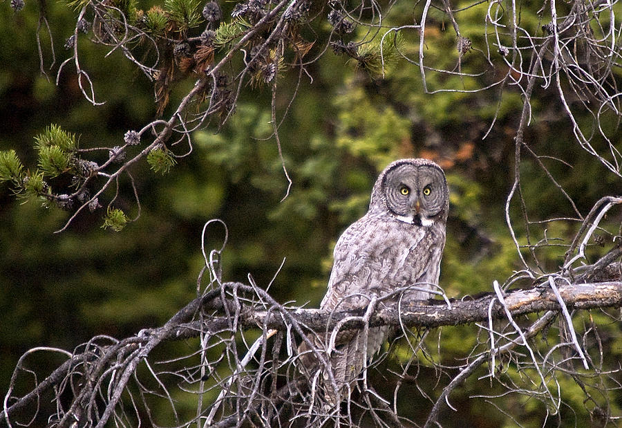 Great Grey Owl Photograph by Steve Stuller
