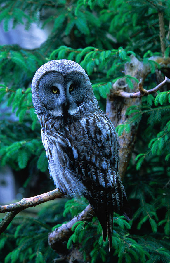 Great Grey Owl Strix Nebulosa In Photograph by Anders Blomqvist