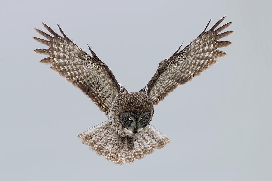 Owl Photograph - Great Grey Owl by Sufang Wang