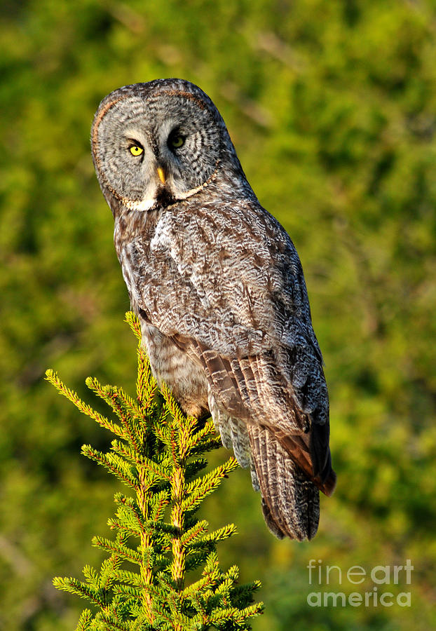 Great Grey Owl Photograph by Vivian Christopher