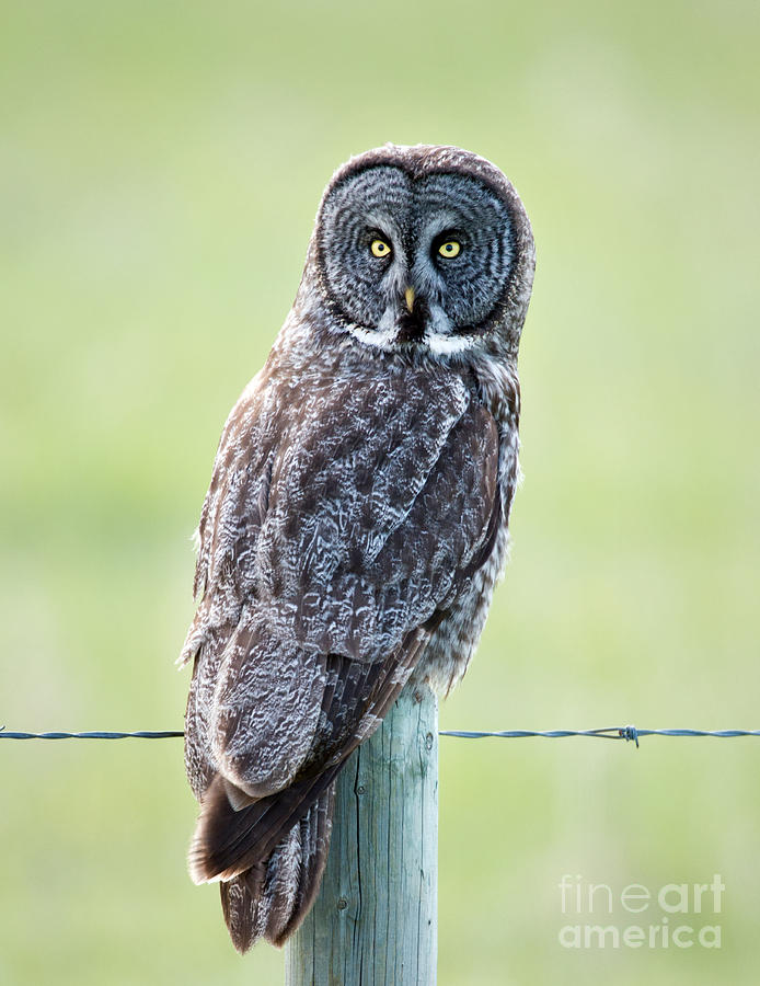 Great Grey Photograph by Shannon Carson