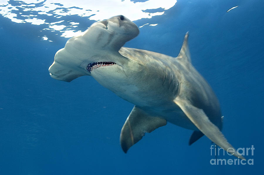 Fish Photograph - Great Hammerhead by Aaron Whittemore