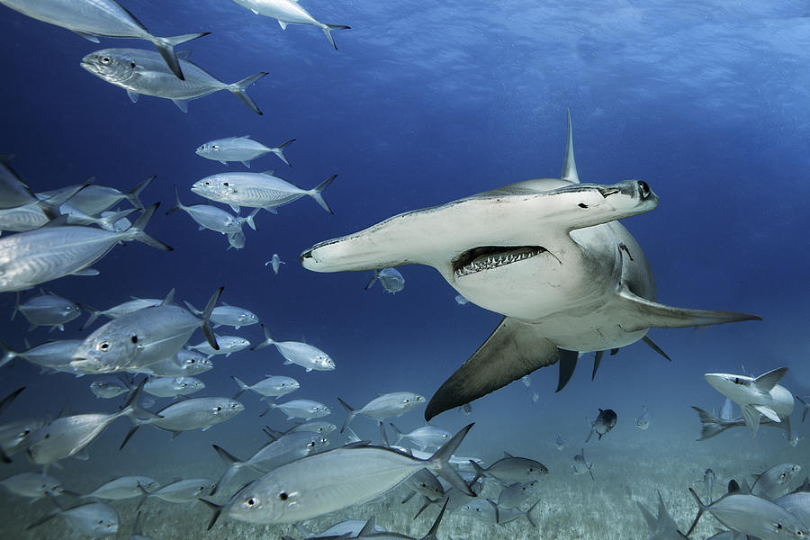 Great Hammerhead Shark Swims through school of fish Photograph by Gregory Sweeney