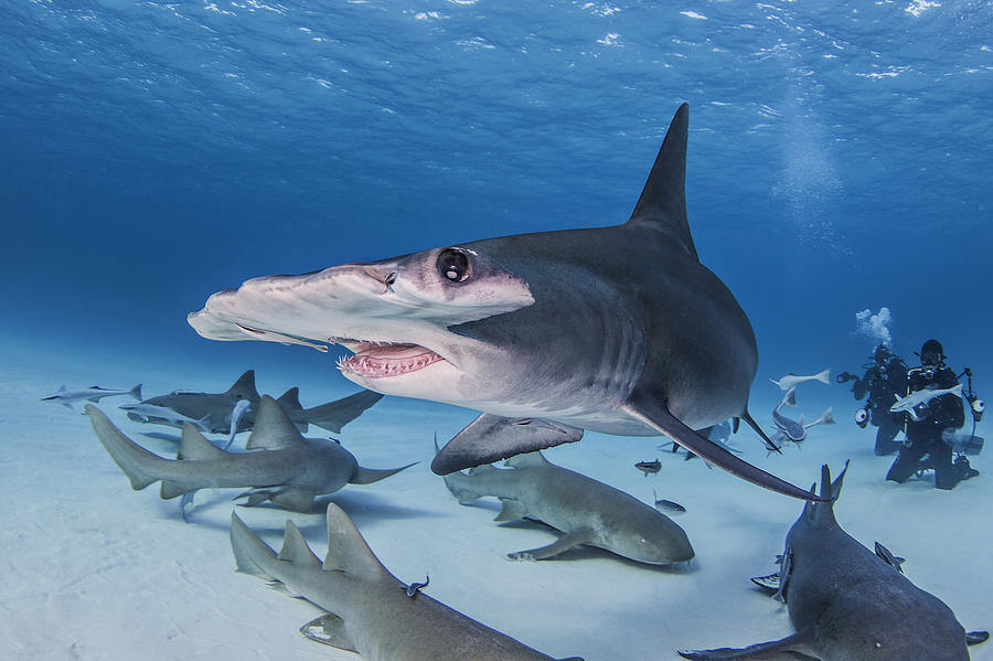 Great Hammerhead Shark with Nurse Sharks around it, divers in background Photograph by Ken Kiefer 2