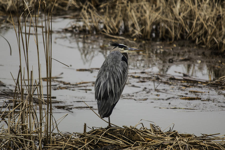 Great Heron Photograph - Great Heron at Hagerman by WD Stalcup