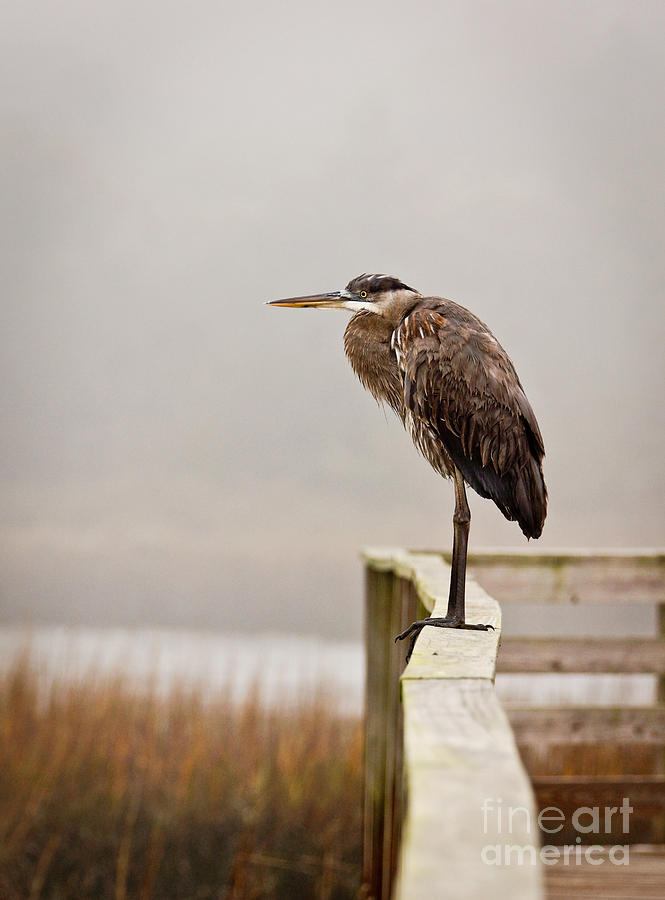 Heron Photograph - Great Heron by Matthew Trudeau