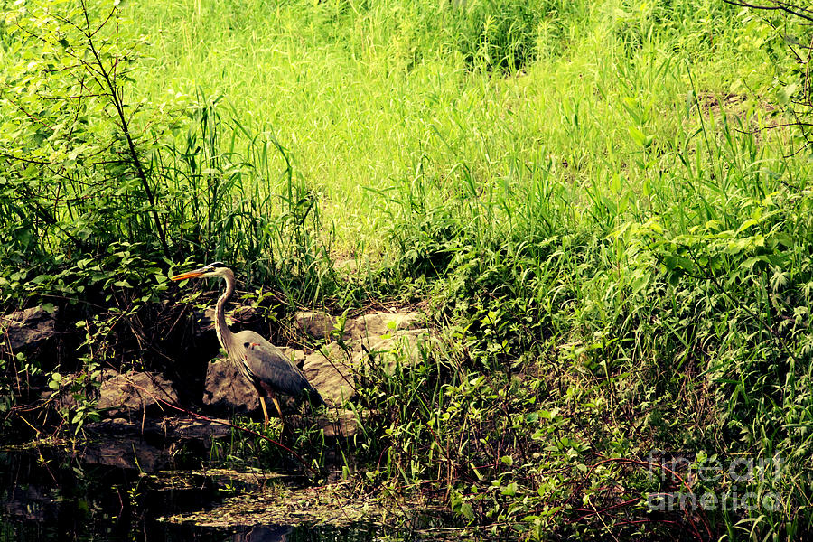 Wildlife Photograph - Great Heron by Sophie Vigneault
