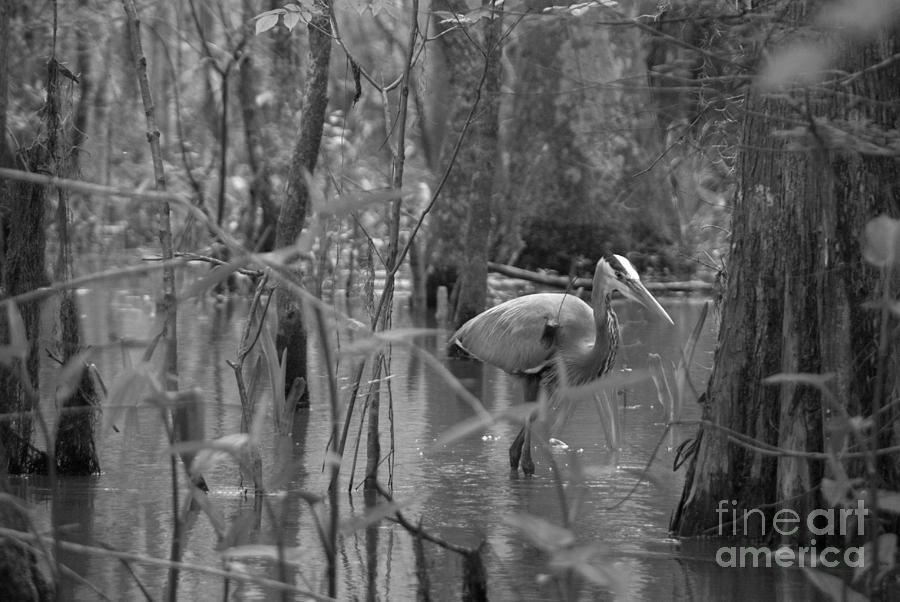 Great Honey Blue Swamp by Anna Burdette Great Honey Blue Swamp by Anna Burdette
