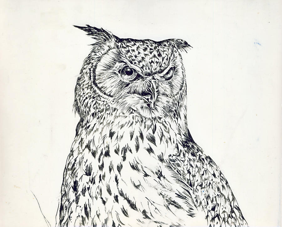 Great Horn Owl Drawing by Alfred Ng