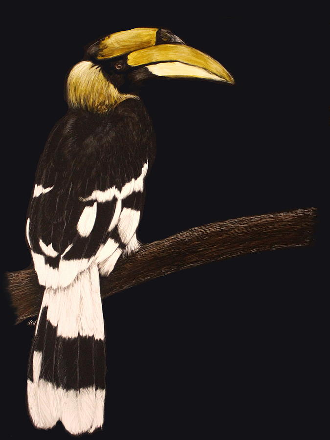 Great Hornbill Drawing by Heather Ward