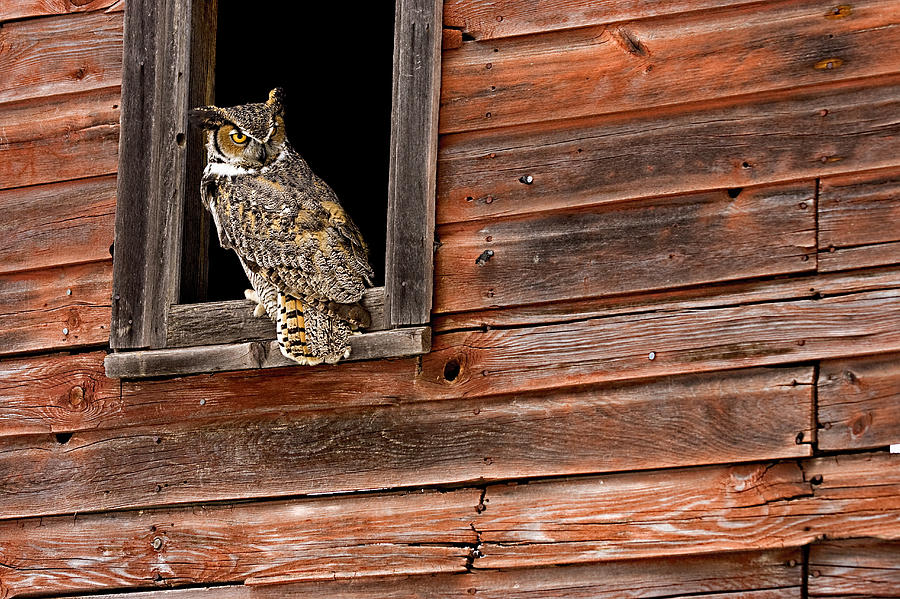 Great Horned Photograph by Jack Milchanowski