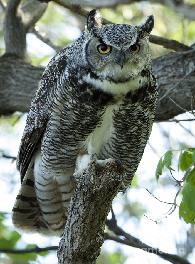 Great Horned Owl 1 Photograph by Bob Christopher