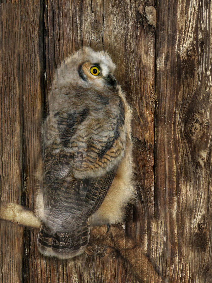 Wildlife Photograph - Great Horned Owl 1 by Lori Deiter