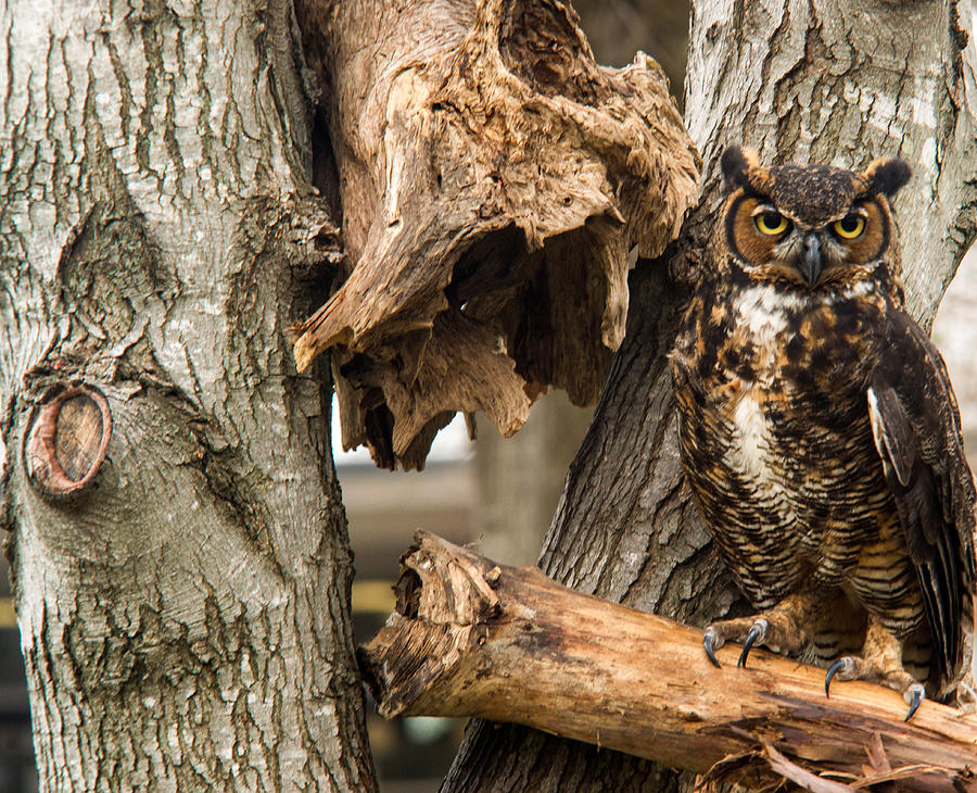 Owl Photograph - Great Horned Owl 10 by Douglas Barnett