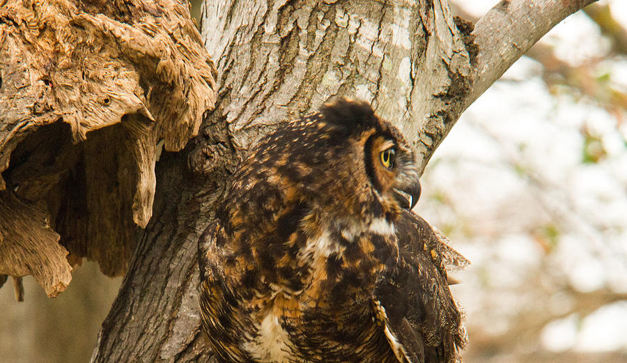 Great Horned Owl 15 Photograph