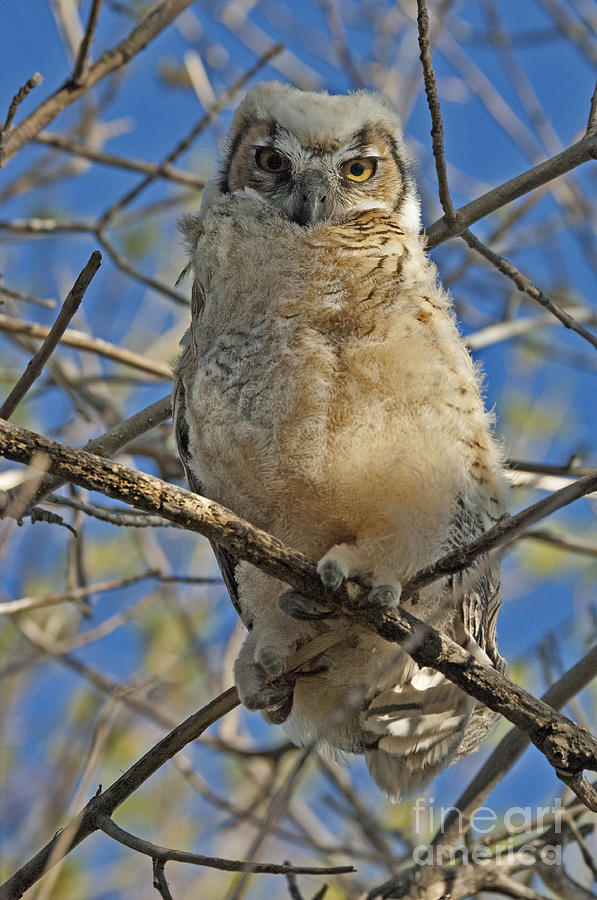 Great Horned Owl 2 Photograph by Bob Christopher