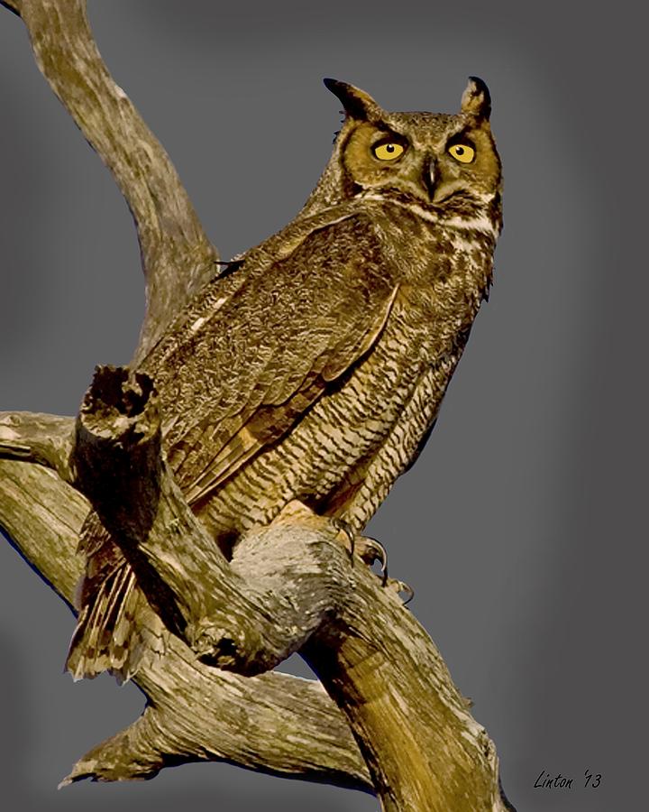 Great Horned Owl 2  Photograph by Larry Linton