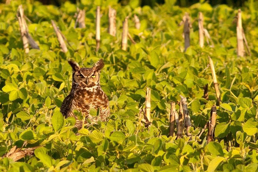 Great Horned Owl 2 Photograph by Natural Focal Point Photography