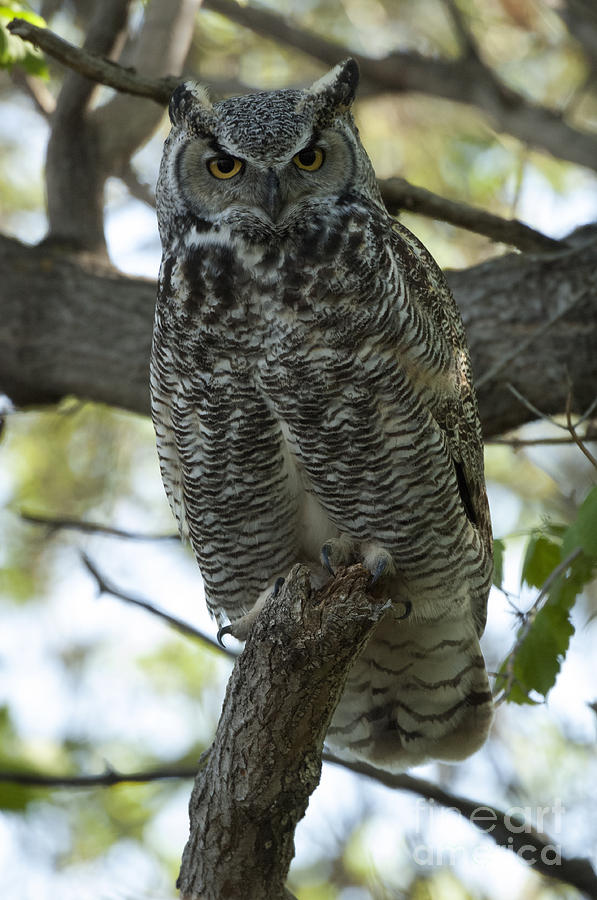 Great Horned Owl 3 Photograph by Bob Christopher