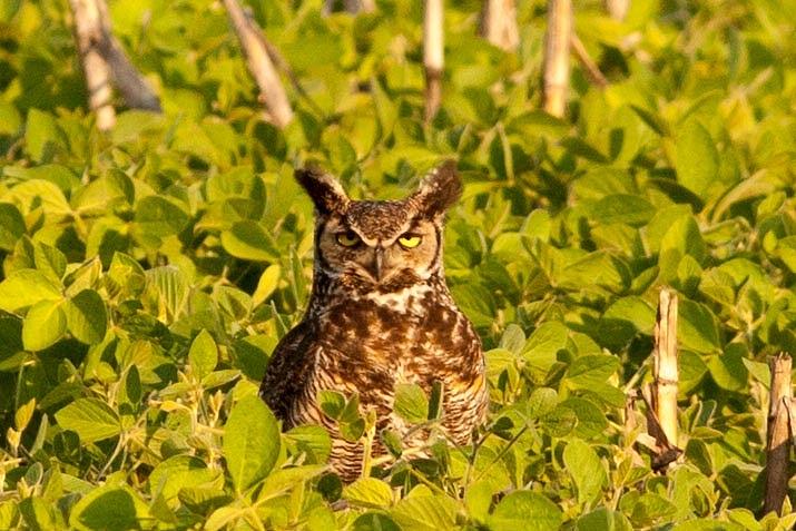 Great Horned Owl 3 Photograph by Natural Focal Point Photography