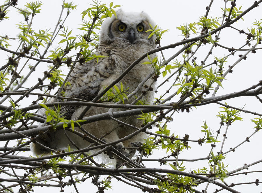 Great Horned Owl 4 Photograph by Bob Christopher