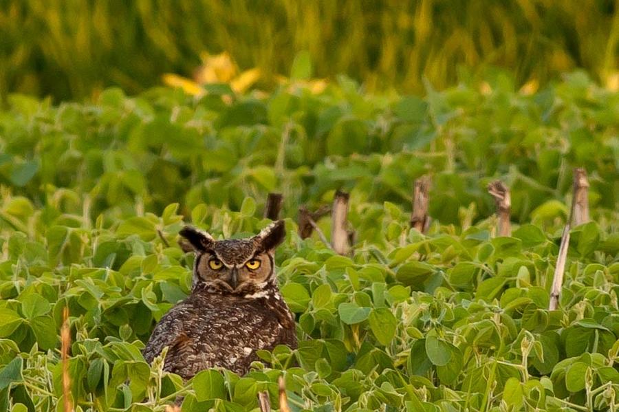 Great Horned Owl 7 Photograph by Natural Focal Point Photography