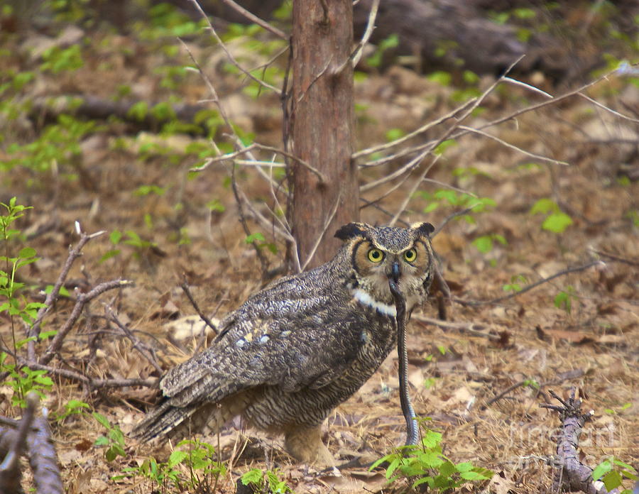 Great Horned Owl Photograph by Amazing Jules