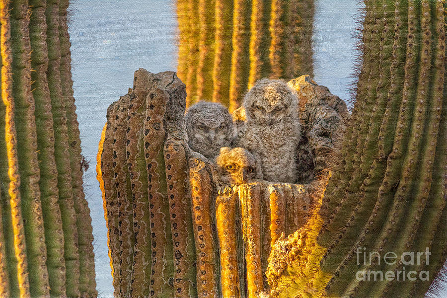 Great Horned Owl and 3 Owlets Photograph by Marianne Jensen