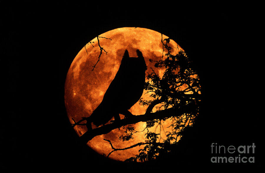 Great Horned Owl And Moon Photograph by Kenneth W Fink