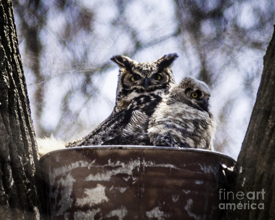 Great Horned Owl And Owlet Photograph