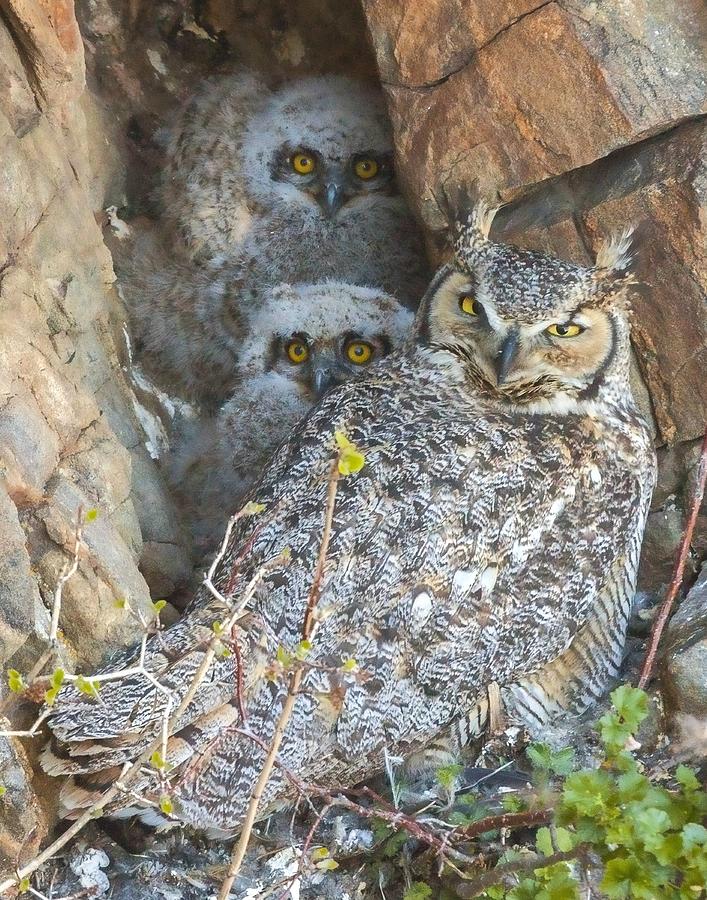 Great Horned Owl Photograph - Great Horned Owl and Owlets by Perspective Imagery