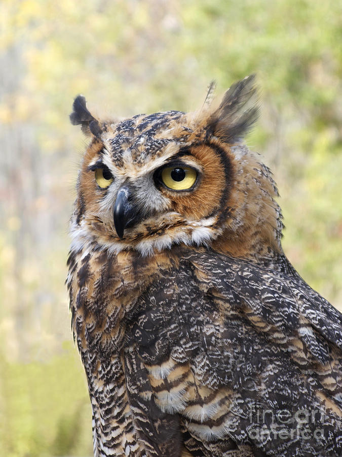 Great Horned Owl Photograph by Ann Horn