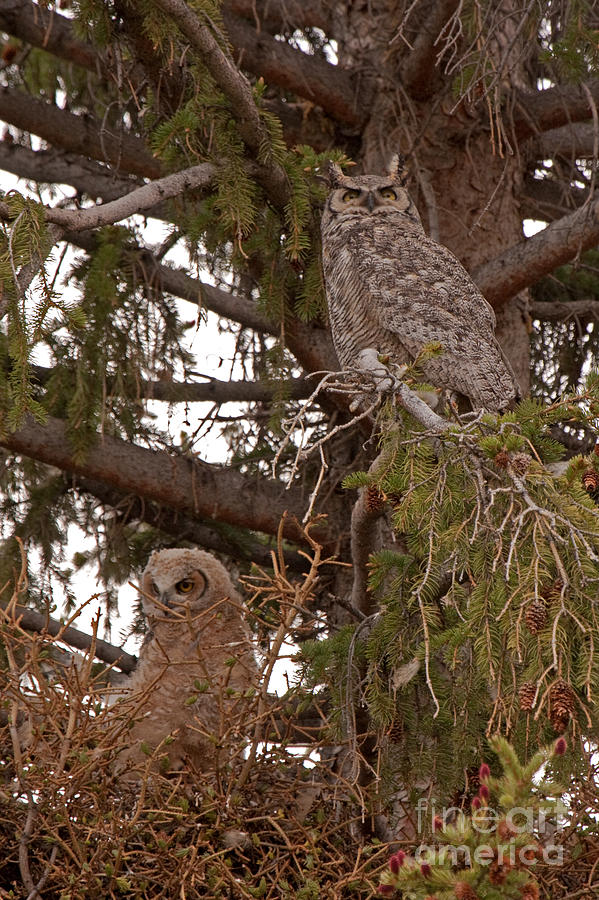 Great Horned Owl at Mammoth Photograph by Fred Stearns