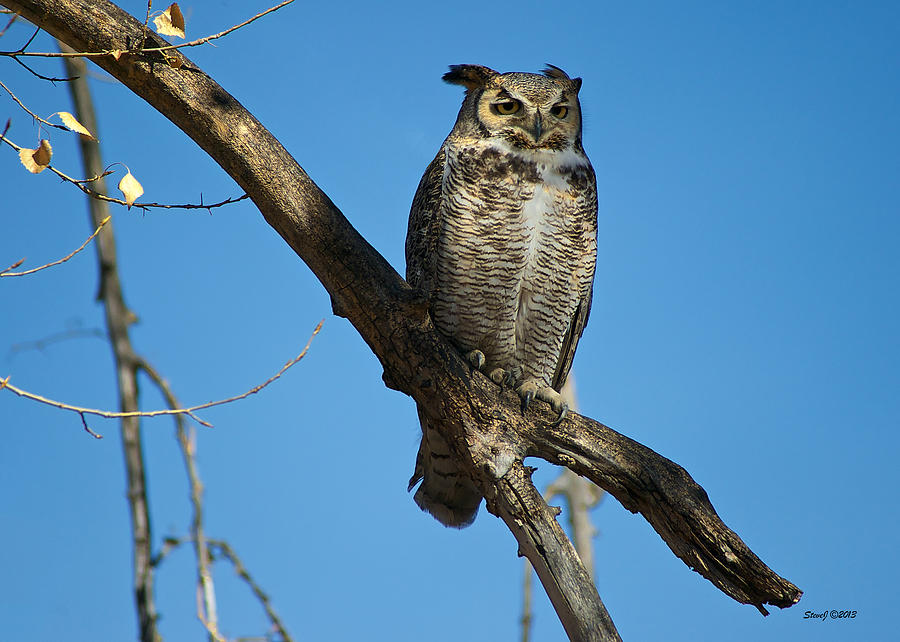 Great Horned Owl at Park Photograph by Stephen Johnson