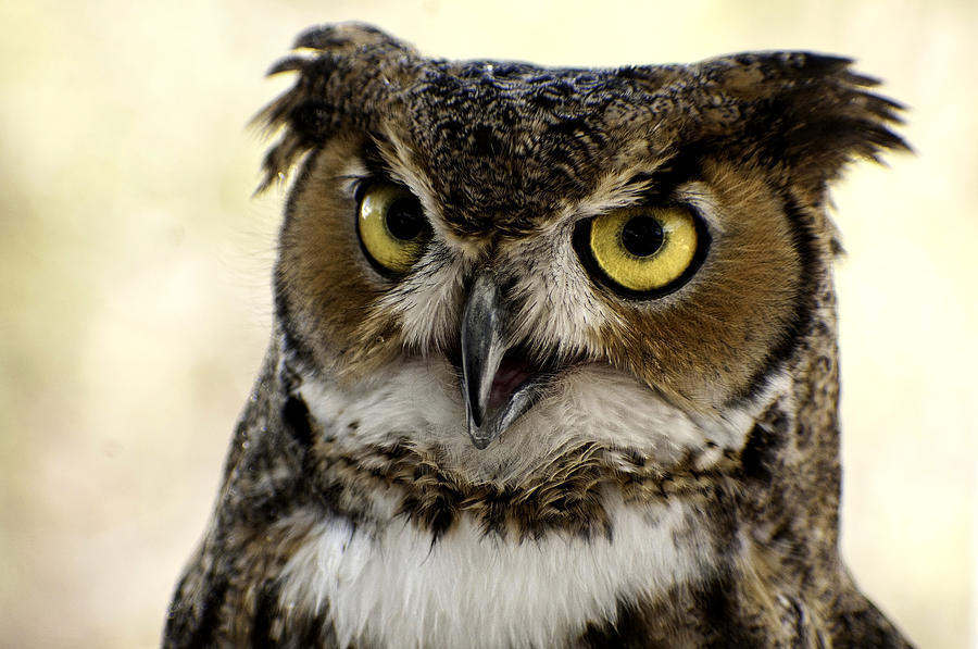 Great Horned Owl Photograph by Barbara Amato | Fine Art America