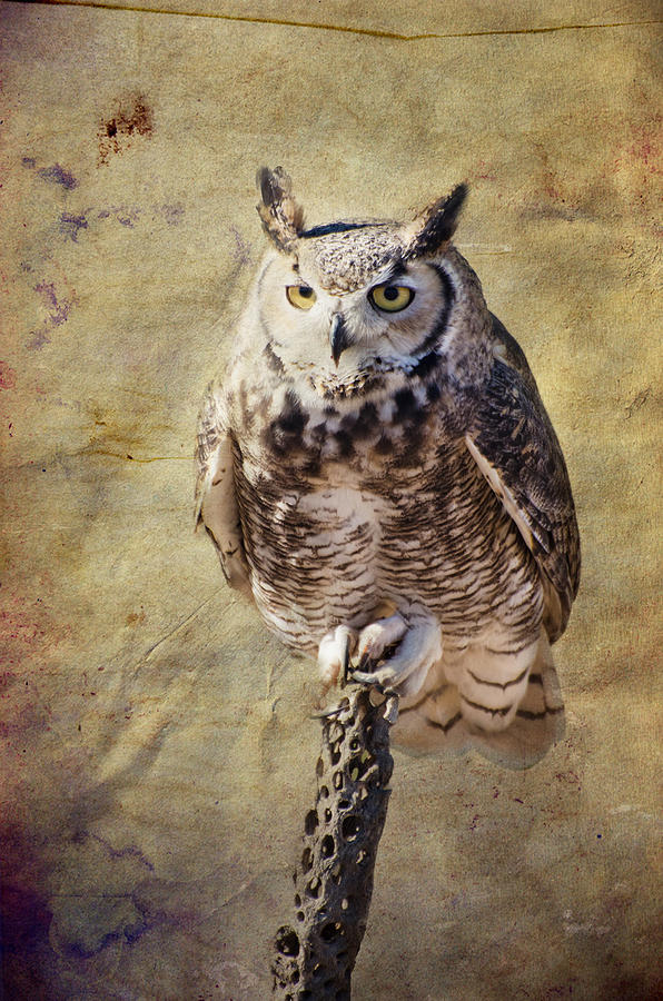 Great Horned Owl Photograph by Barbara Manis