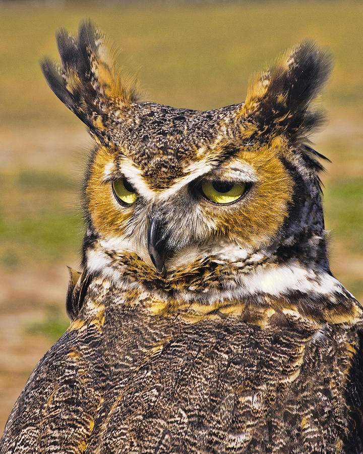 Owl Photograph - Great Horned Owl by Betty Eich