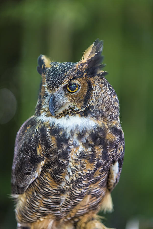 Owl Photograph - Great Horned Owl by Bill and Linda Tiepelman